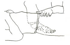 pelvic diaphragm